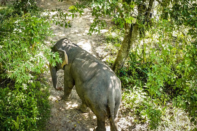 Phuket Elephant Sanctuary Canopy Walkway Tour - A 500-Meter Canopy Walk Where Elephants Do Their Thing