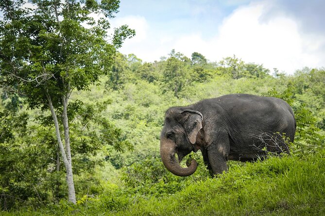 Phuket Elephant Sanctuary Canopy Walkway Tour - Feeding the Elephants: What You Can Do (Until March 31, 2026)