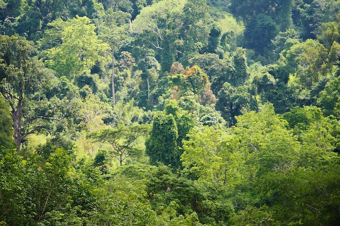 Phuket Elephant Sanctuary Canopy Walkway Tour - Value Check: Why the $61.96 Price Often Feels Fair