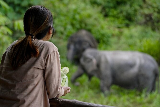 Phuket Elephant Sanctuary Canopy Walkway Tour - Check-In, the Educational Video, and the Rules That Keep It Ethical