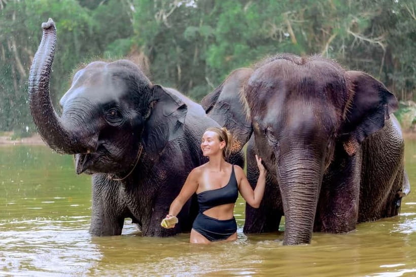 Phuket: Elephant Sanctuary Feed and Bathe Gentle Giants - Key Things You’ll Notice First