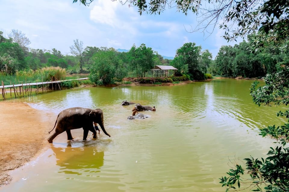 Phuket: Elephant Sanctuary Feed and Bathe Gentle Giants - Should You Book This Phuket Elephant Sanctuary Tour?