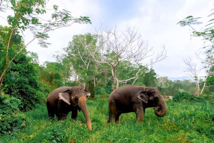 Phuket: Elephant Sanctuary Feed and Bathe Gentle Giants - First Contact in Phuket: Meeting Rescued Elephants Where They Can Be Themselves