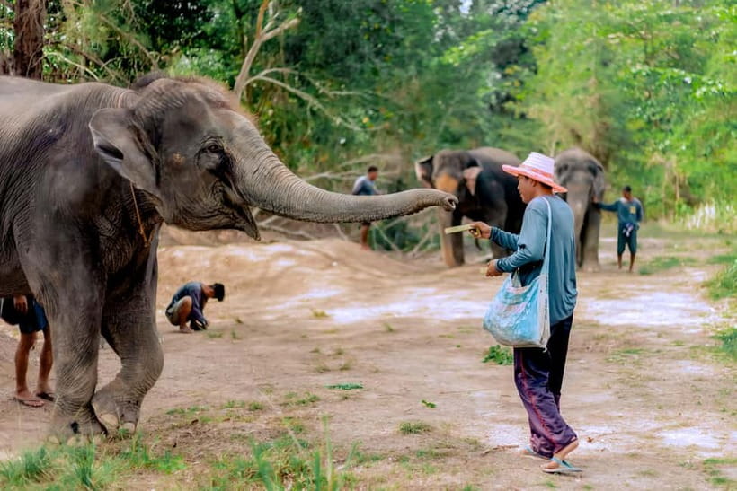 Phuket: Elephant Sanctuary Feed and Bathe Gentle Giants - Feeding Hands-On: Preparing a Nutritious Basket Before You Serve