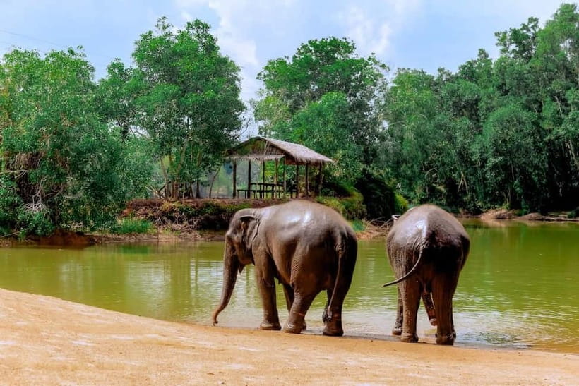 Phuket: Elephant Sanctuary Feed and Bathe Gentle Giants - Unlimited Photos Without Feeling Rushed: How to Get Your Best Shots