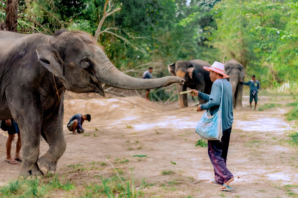 Phuket: Elephant Sanctuary Feed and Bathe Gentle Giants - Guides, Transfers, and Insurance: The Logistics That Keep the Day Smooth
