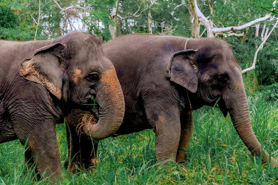 Phuket: Elephant Sanctuary Feed and Bathe Gentle Giants - Price and Value: Is $56 Good for This Phuket Sanctuary Experience?