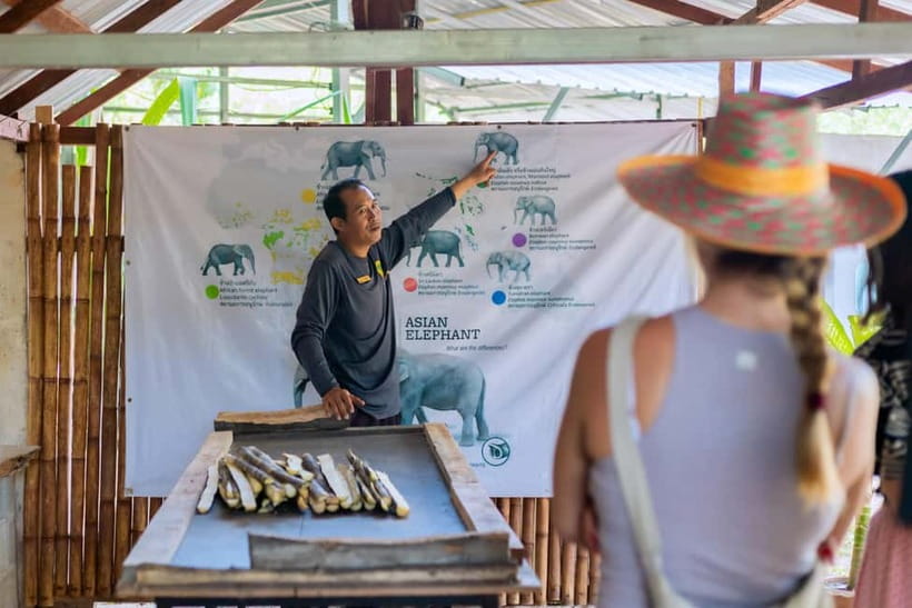 Phuket: Elephant Sanctuary Feed and Bathe Gentle Giants - The Welcome + Story Time: Why “By Name” Changes Everything