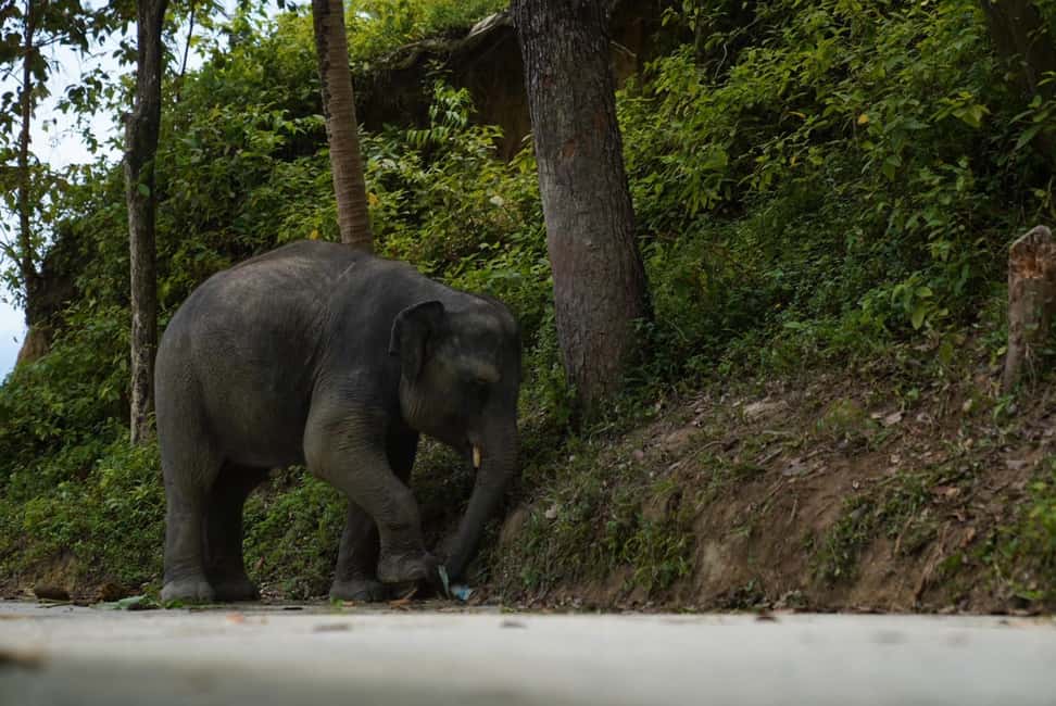 Phuket: Elephant Sanctuary Guided Tour with Hotel Transfers - The Heat and the Hills: What to Wear for an Easy Time