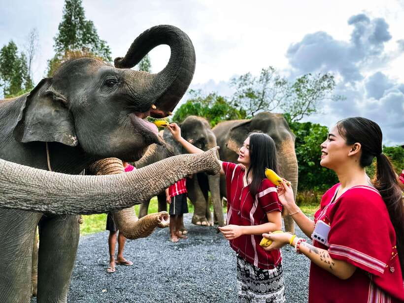 Phuket : Experience feeding and bathing elephants 1.5 Hrs. - Phuket elephant time: what the day is really like