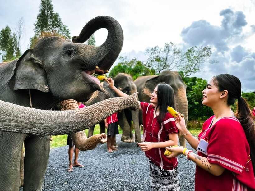 Phuket : Experience feeding and bathing elephants 1.5 Hrs. - Feeding and vitamins: how the interaction is structured