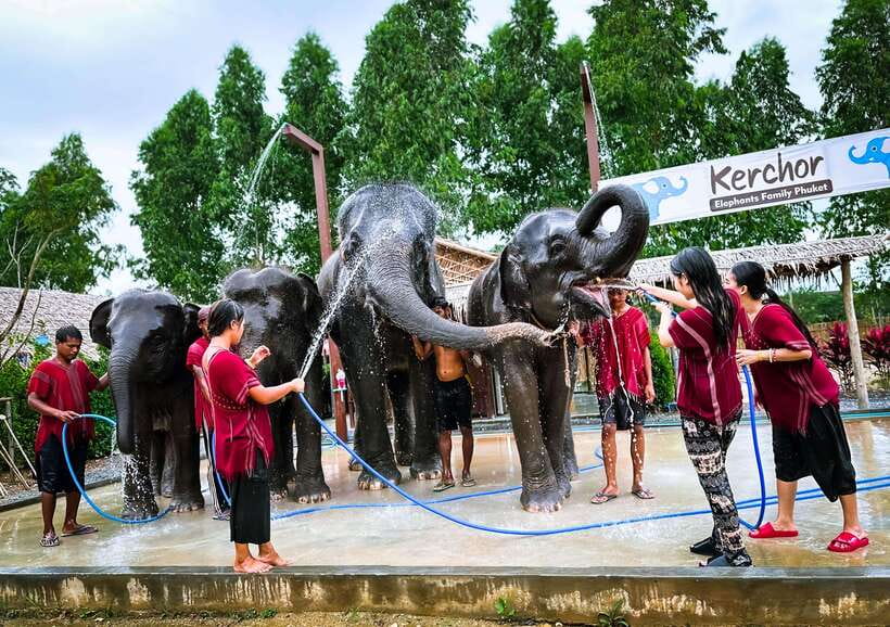 Phuket : Experience feeding and bathing elephants 1.5 Hrs. - Karen culture and warm herbal tea: why this part matters