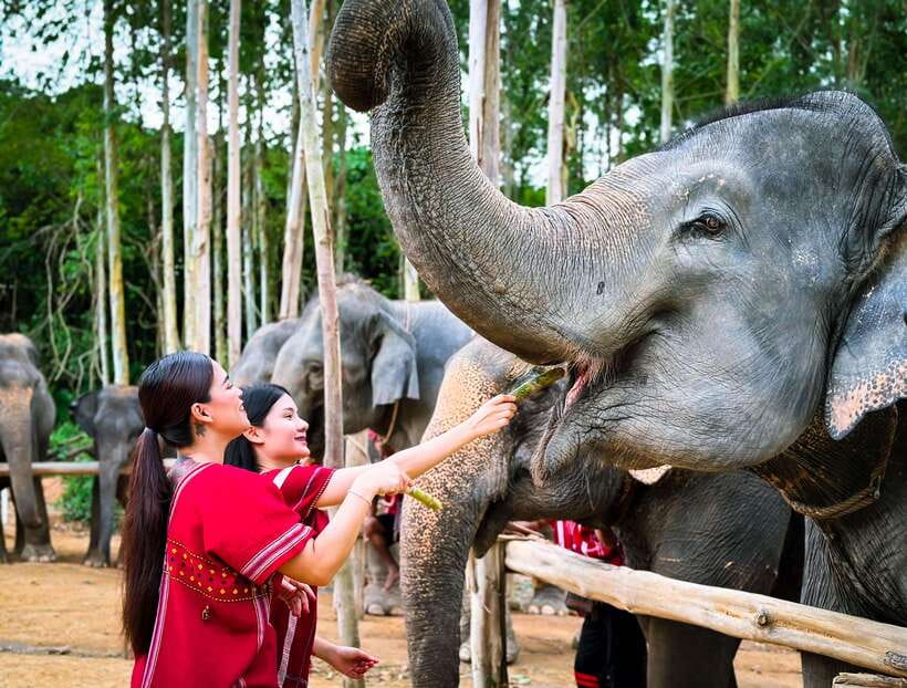 Phuket : Experience feeding and bathing elephants 1.5 Hrs. - Getting picked up and what the timing means