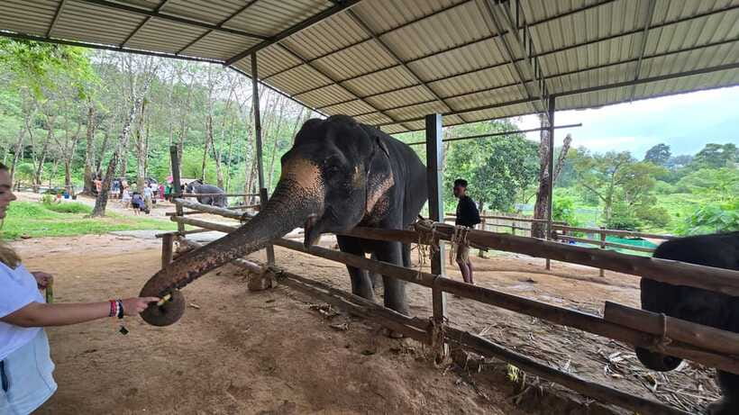Phuket: Feeding Elephants at Phuket Elephant Care - Value check: price, what’s included, and what $41 buys you