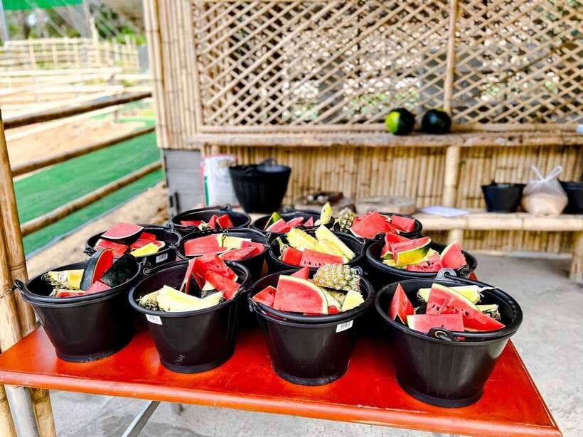 Phuket: Feeding Elephants at Phuket Elephant Care - Who this tour fits best in Phuket
