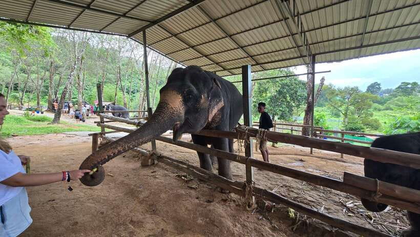 Phuket: Feeding Elephants at Phuket Elephant Care - Getting there: meeting points and the welcome rhythm