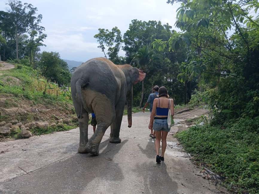 Phuket: Guided Tour to Elephant Sanctuary & Hotel Transfer - Key highlights worth booking for