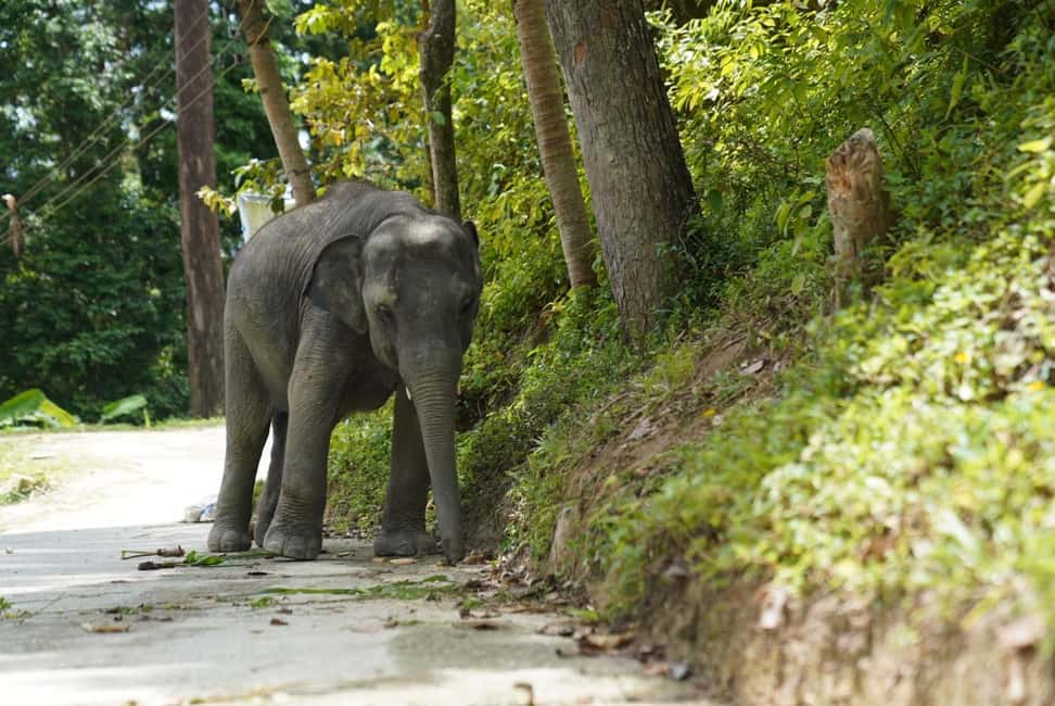 Phuket: Guided Tour to Elephant Sanctuary & Hotel Transfer - The Guided Hour: Walking, Watching, and Learning Elephant Behavior