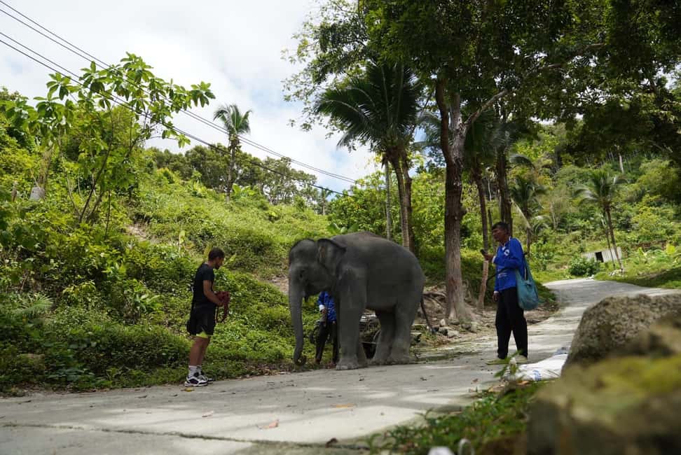 Phuket: Guided Tour to Elephant Sanctuary & Hotel Transfer - Transport Quality: When the Van Makes or Breaks the Day