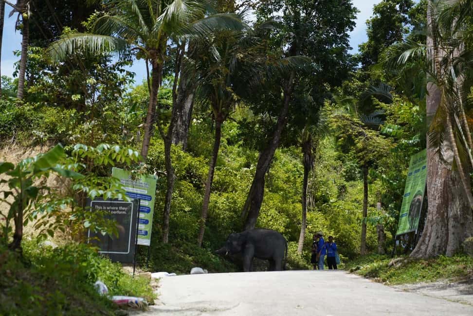 Phuket: Guided Tour to Elephant Sanctuary & Hotel Transfer - What to Wear and Bring: Heat, Mosquitoes, Water, and Photo Planning