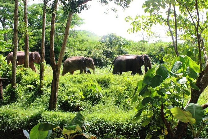 Phuket Guided Tour to Elephant Sanctuary with Hotel Transfers - Key Takeaways Before You Go