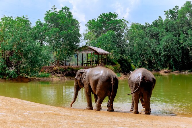 Phuket Guided Tour to Elephant Sanctuary with Hotel Transfers - The Photo Pause, Light Refreshments, and the Return Trip