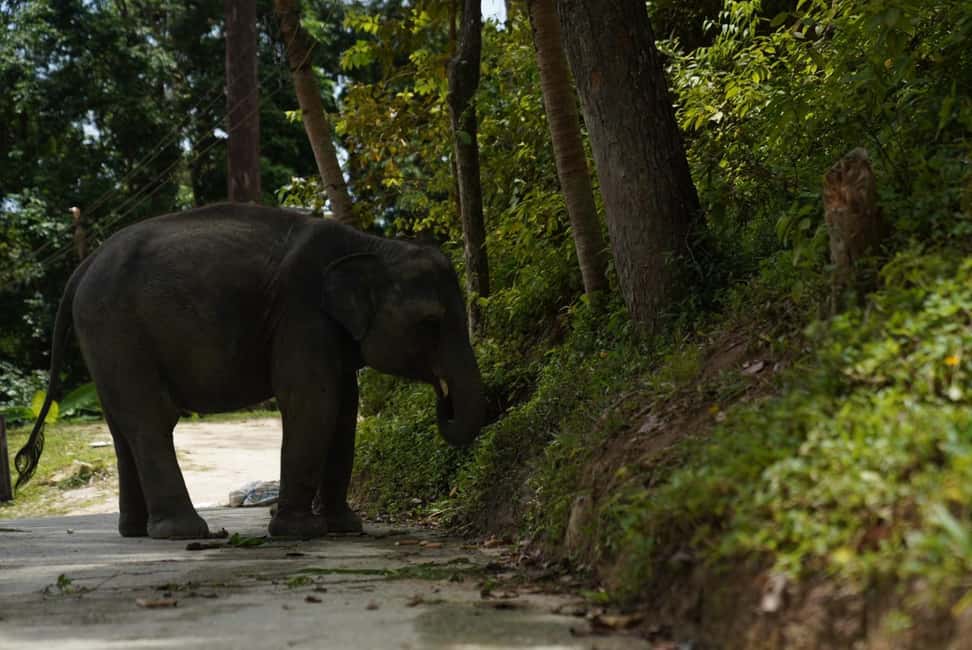 Phuket : Guided Tour to Elephant Sanctuary with Transfers - Price and value: is $45 worth it in Phuket