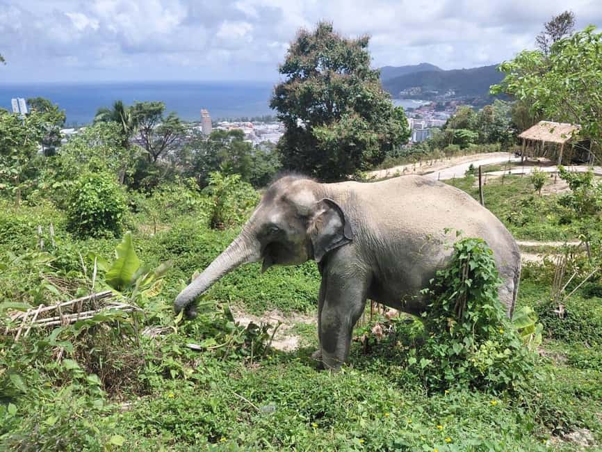 Phuket: Guided Walk Tour to Elephant Sanctuary with Transfer - Key highlights I’d circle before you book