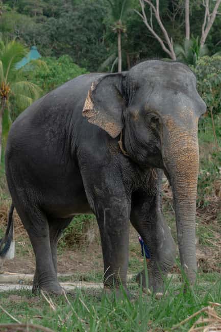 Phuket: Guided Walk Tour to Elephant Sanctuary with Transfer - A Calm 90 Minutes in Phuket’s Hillside Elephant Sanctuary