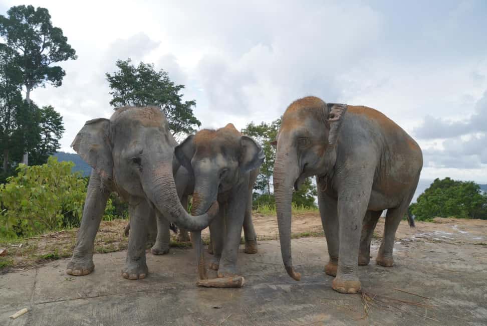 Phuket: Guided Walk Tour to Elephant Sanctuary with Transfer - The Guided Jungle Walk: Scenic Trails and Quiet Observation
