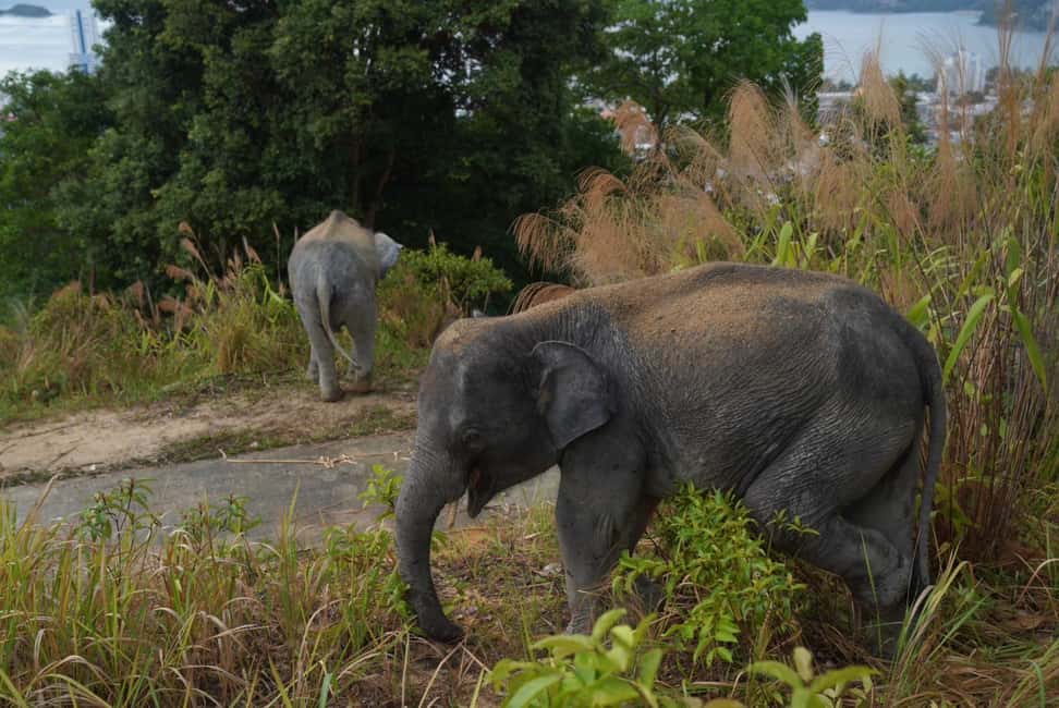 Phuket: Guided Walk Tour to Elephant Sanctuary with Transfer - Hill Tribe Caretakers and Mahout Traditions You’ll Hear About