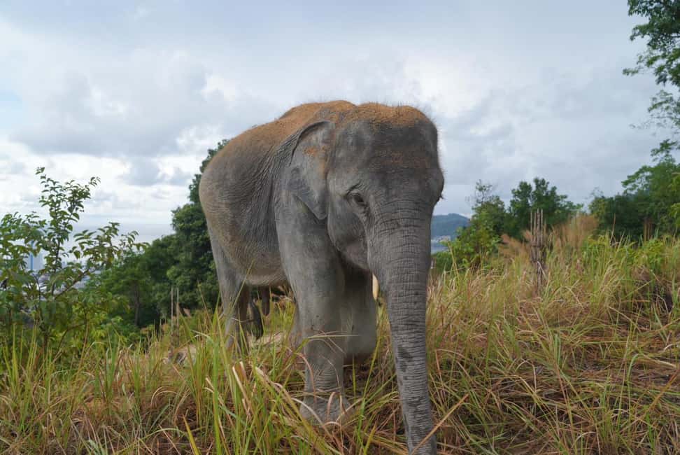 Phuket: Guided Walk Tour to Elephant Sanctuary with Transfer - Practical Tips That Make the Day Easier