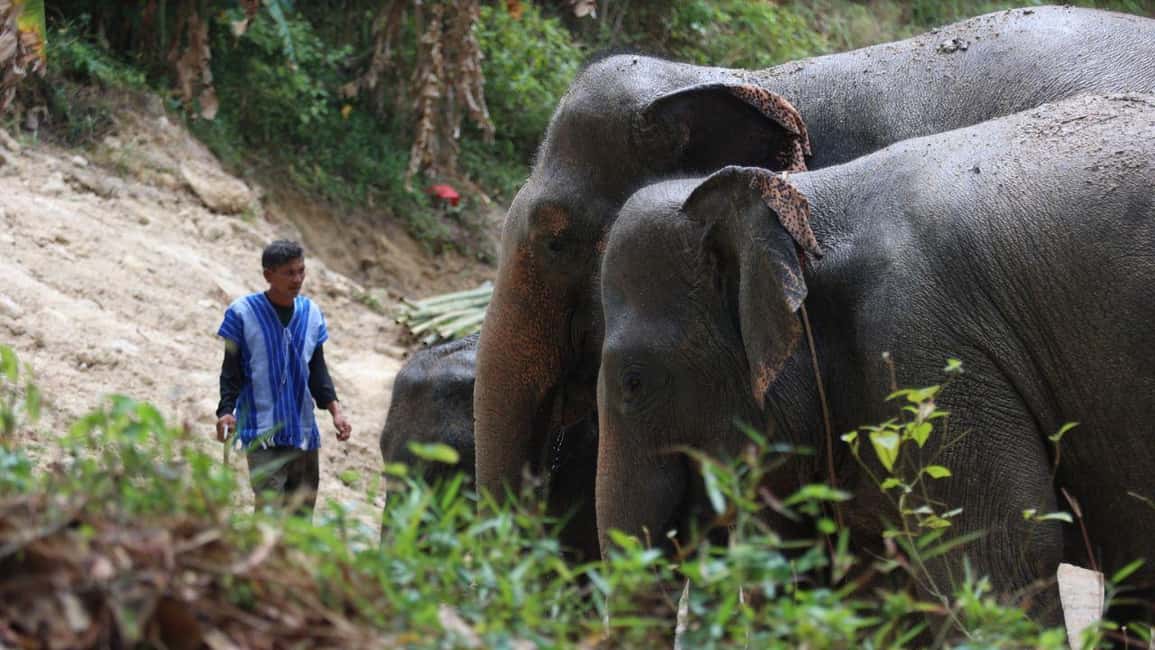 Phuket: Guided Walk Tour to Elephant Sanctuary with Transfer - Who This Tour Suits Best (and Who Might Need to Skip)