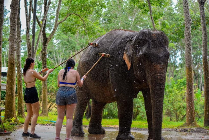 Phuket: Happy Hour Feed and Rain Shower with Elephant - Key highlights worth marking on your calendar