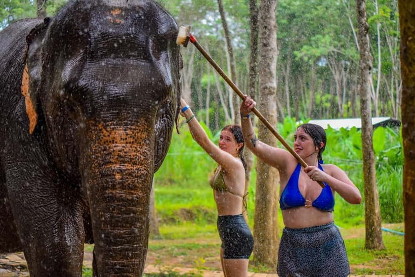 Phuket: Happy Hour Feed and Rain Shower with Elephant - Reviews in plain English: what people consistently value
