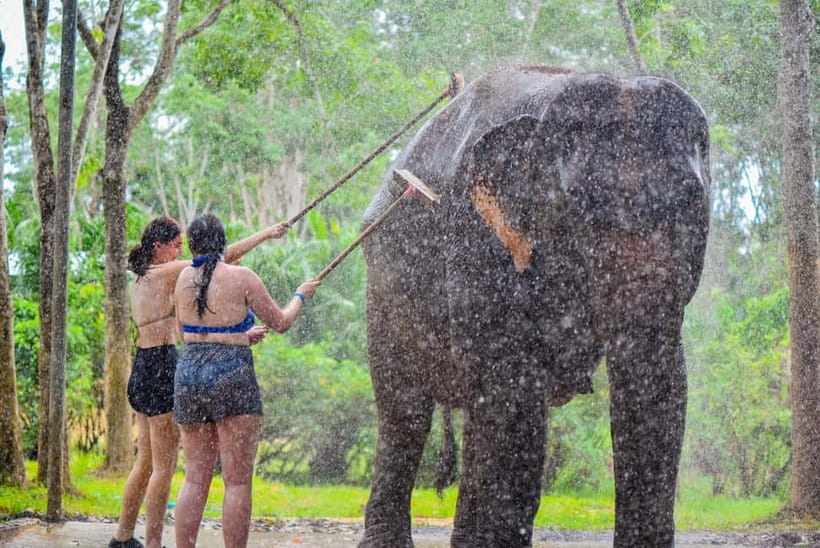 Phuket: Happy Hour Feed and Rain Shower with Elephant - Where you meet: Lily Elephant Camp Phuket on Google Maps