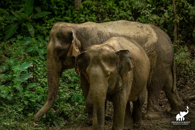 Phuket: Hidden Forest Elephant Reserve Guided Tour with Lunch - Key highlights worth your attention
