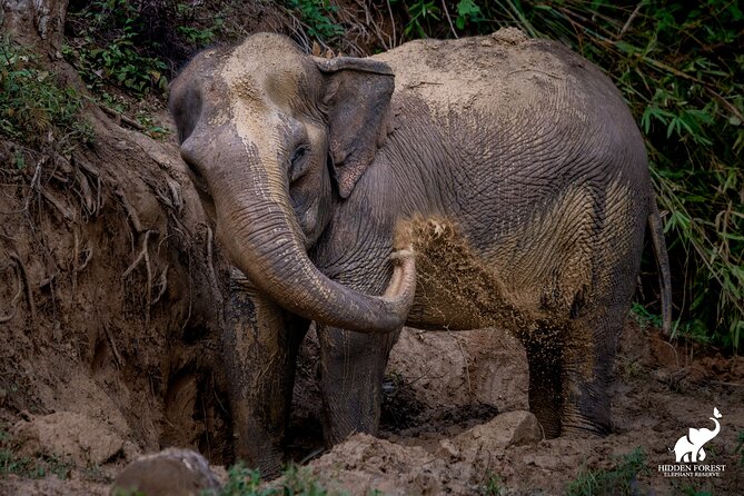 Phuket: Hidden Forest Elephant Reserve Guided Tour with Lunch - An ethical elephant day in Phuket’s forest hills