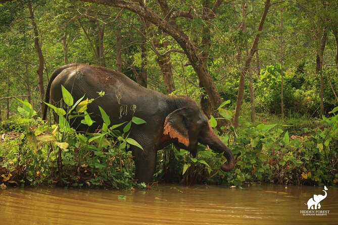 Phuket: Hidden Forest Elephant Reserve Guided Tour with Lunch - Bamboo observation huts and the Big Buddha valley view