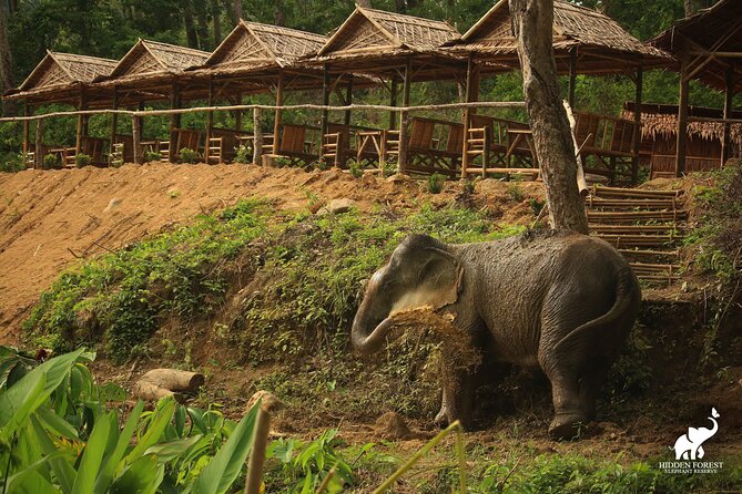 Phuket: Hidden Forest Elephant Reserve Guided Tour with Lunch - How much walking is really involved (and who should rethink this)