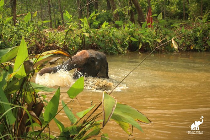 Phuket: Hidden Forest Elephant Reserve Guided Tour with Lunch - Price and value: what $99 includes (and why it feels fair)