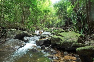 Phuket Jungle Trekking Experience at Khao Phra Taew National Park - Price and logistics: what your $82 actually buys