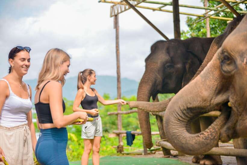 Phuket: Make & Meet The Gentle Giant Experience - Feeding rescued elephants: fruit treats and what to expect