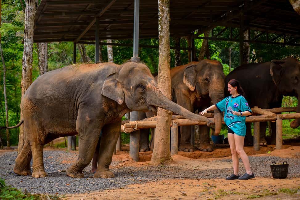 Phuket: Make & Meet The Gentle Giant Experience - Wildlife viewing for 2.5 hours: use it for observation, not rushing