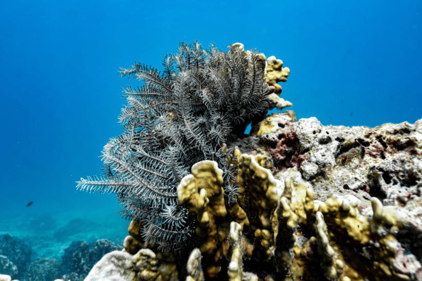 Phuket: Racha and Coral Islands Speedboat Trip with Lunch - Price and value: does $56 make sense for what you get