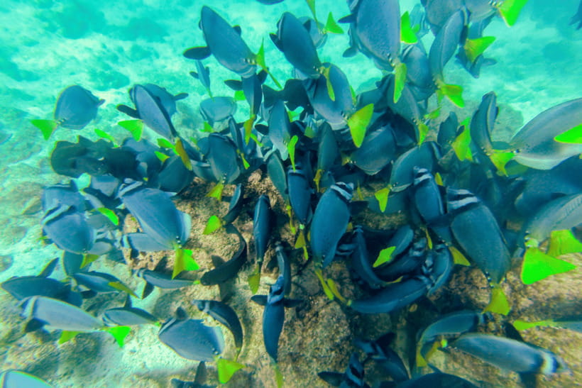 Phuket: Racha and Coral Islands Speedboat Trip with Lunch - Phuket pickup and the real cost of getting to the boat