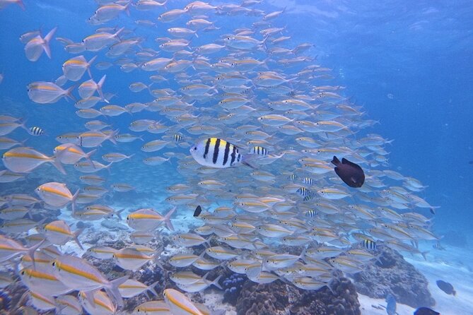 Phuket: Scuba Dive Racha and Coral Islands with Snorkeling Tour - Chalong Pier to Racha Yai: your morning rhythm