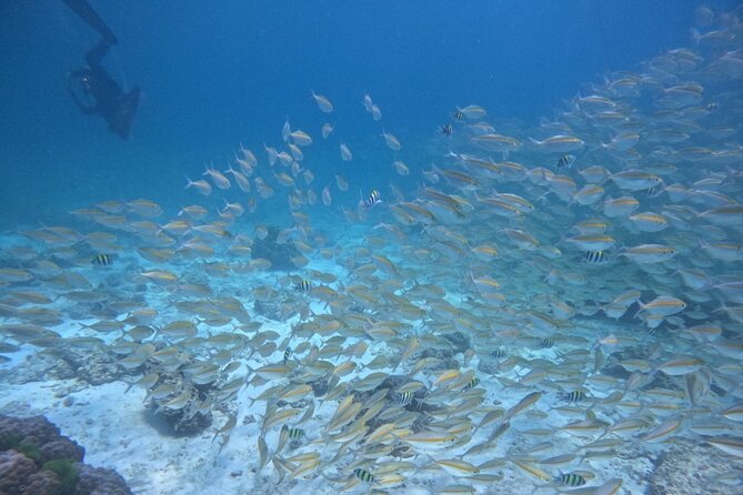 Phuket: Scuba Dive Racha and Coral Islands with Snorkeling Tour - Price and value: what $89.17 buys you in an 8-hour day
