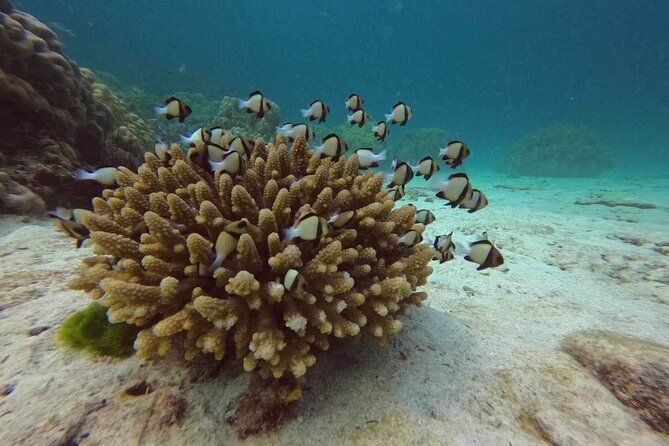 Phuket: Scuba Dive Racha and Coral Islands with Snorkeling Tour - Who this tour is best for (and who should be careful)