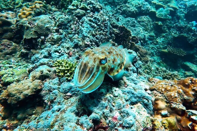 Phuket Scuba Diving Maiton Private Island Small Group or Snorkel - Ko Mai Thon (Maiton Private Island): why this spot is worth it
